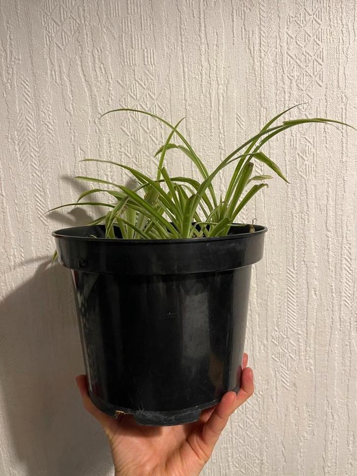 Spinnenplant – GRATIS, Huis en Inrichting, Kamerplanten, Bloeiende kamerplant, In pot, Ophalen