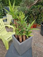 Yucca met 7 takken in pot., Tuin en Terras, Ophalen, In pot