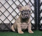 Franse bulldog, Dieren en Toebehoren, Honden | Bulldogs, Pinschers en Molossers, België, Fokker | Hobbymatig, CDV (hondenziekte)