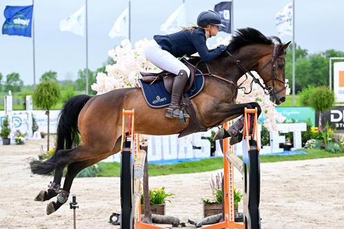 Fijn springpaard, Dieren en Toebehoren, Paarden, Ruin, M, 160 tot 165 cm, 11 jaar of ouder, Springpaard, Met stamboom