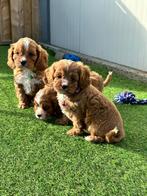 Prachtige cavapoo pups ( cavalier king charles x poedel), Animaux & Accessoires, Chiens | Chihuahuas & Chiens de compagnie, Autres races