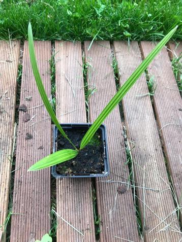 Trachycarpus nanus x Naggy ! beschikbaar voor biedingen