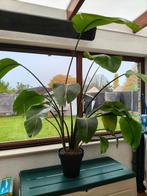 plant Strelitzia nicolaï hoogte 1.5 m, Ophalen, 100 tot 150 cm, Overige soorten, Halfschaduw