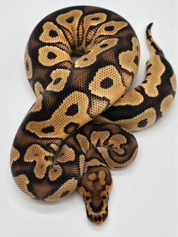 Python regius Yellow Belly clown 