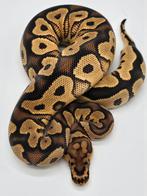 Python regius Yellow Belly clown, Serpent, Domestique, 0 à 2 ans