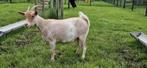 Belle jeune chèvre naine. (Mike), Femelle, Chèvre, 0 à 2 ans