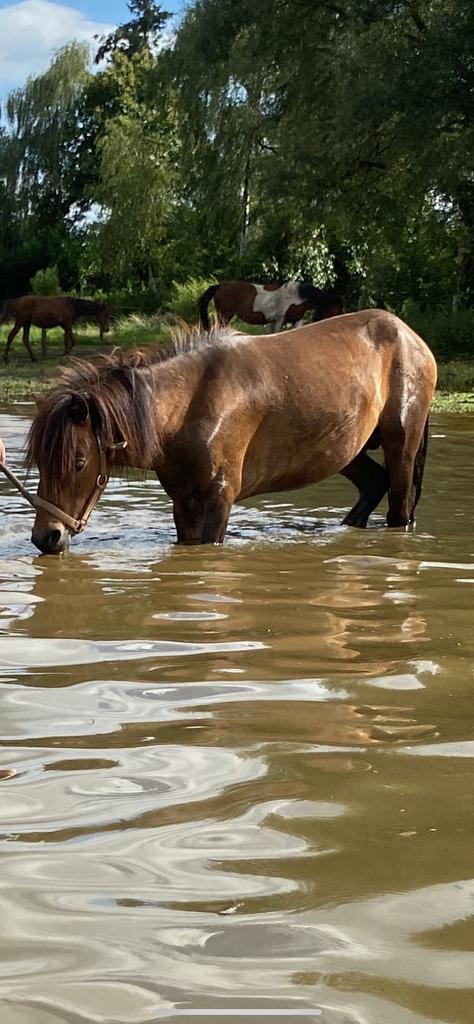 Minipaard ruin te koop, Dieren en Toebehoren, Pony's, Ruin, Niet van toepassing, A pony (tot 1.17m), Tuigpony, 3 tot 6 jaar, Met stamboom
