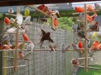 Mooie kanariemannen - klassevogels !, Dieren en Toebehoren