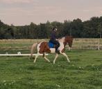 Brave 14 jarige C pony, Dieren en Toebehoren, Pony's, Ruin, C pony (1.27m tot 1.37m), 11 jaar of ouder