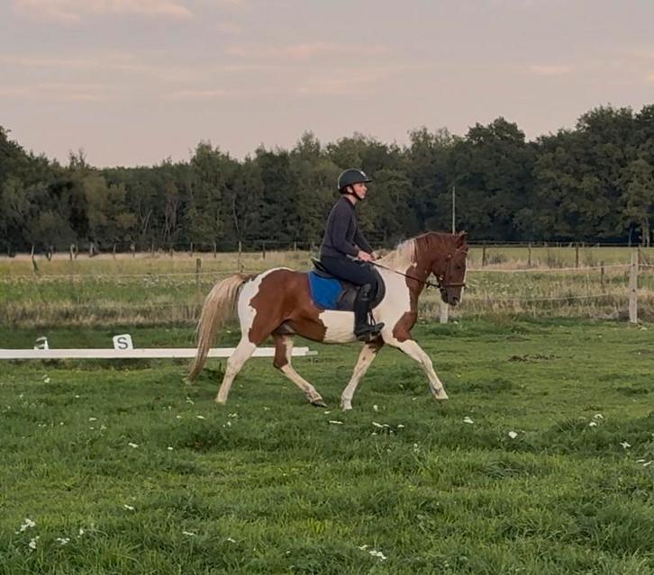 Brave 14 jarige C pony, Dieren en Toebehoren, Pony's, Ruin, C pony (1.27m tot 1.37m), 11 jaar of ouder