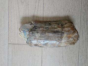 Mooi stuk mammoet slagtand fragment. beschikbaar voor biedingen
