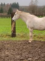 Weide maatje gezocht, Dieren en Toebehoren, Merrie