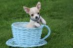 Chihuahua pups kleine taille, Dieren en Toebehoren, Honden | Chihuahua's en Gezelschapshonden, 15 weken tot 1 jaar, Buitenland
