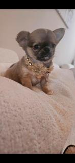 Chihuahua bleu, Dieren en Toebehoren, Honden | Chihuahua's en Gezelschapshonden, België, Fokker | Hobbymatig, Reu, 8 tot 15 weken