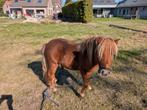 Shetlander hengstje, Dieren en Toebehoren, Pony's
