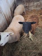 3 jongen ooitjes, Animaux & Accessoires, Moutons, Chèvres & Cochons, Femelle, Mouton, 0 à 2 ans