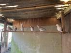 lachduiven , tortelduiven, Dieren en Toebehoren, Vogels | Duiven, Meerdere dieren, Tortelduif