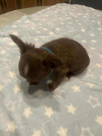 Chihuahua-pups t.cup & mini raszuiver zeer mooi beschikbaar voor biedingen