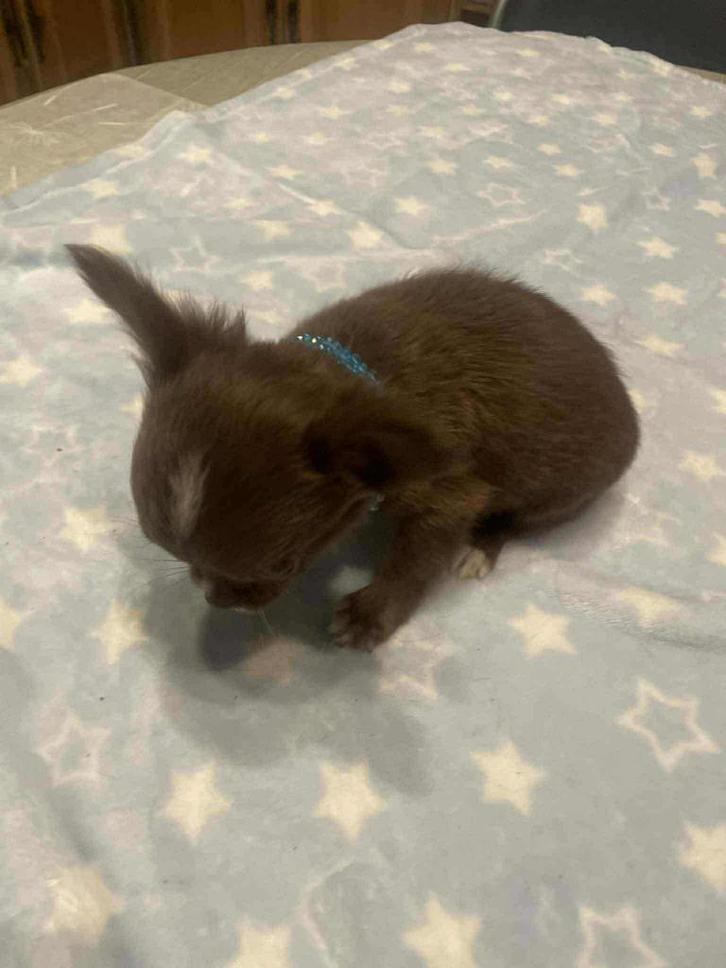 Chihuahua-pups t.cup & mini raszuiver zeer mooi, Dieren en Toebehoren, Honden | Chihuahua's en Gezelschapshonden, Meerdere dieren