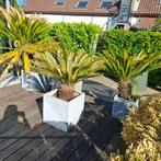 5 Palmbomen met potten. Op te halen in Wechelderzande, Jardin & Terrasse, Plantes | Arbres, Enlèvement, En pot, Palmier, 100 à 250 cm