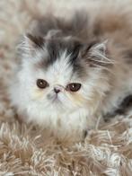 kitten Perzische langhaar, Dieren en Toebehoren, Kater, Gechipt, 0 tot 2 jaar