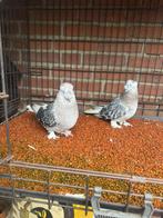 Mooi cift tepe gumusbas, Animaux & Accessoires, Oiseaux | Pigeons