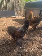 Gratis zijdehoen - haan, Dieren en Toebehoren, Mannelijk, Kip
