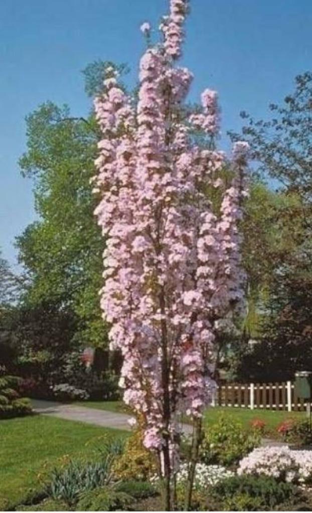 Japanse sierkers, oftewel de Prunus Serrulata Amanogawa., Tuin en Terras, Planten | Bomen, Zuilboom, 100 tot 250 cm, Halfschaduw
