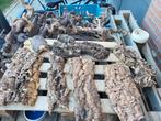Terrarium hout, Dieren en Toebehoren, Ophalen, Nieuw, Tak, Plant, Rots of Steen