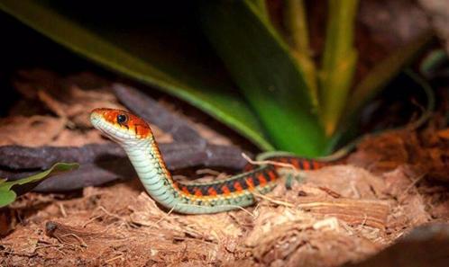 GEZOCHT: Sirtalis Kousenband Slangen GEZOCHT!!, Dieren en Toebehoren, Reptielen en Amfibieën