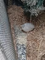 3 dwerg kwartels 25 voor de 3 of 10 per stuk, Dieren en Toebehoren, Vogels | Overige Vogels, Geslacht onbekend