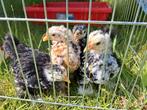 Cochin krieltjes, Dieren en Toebehoren