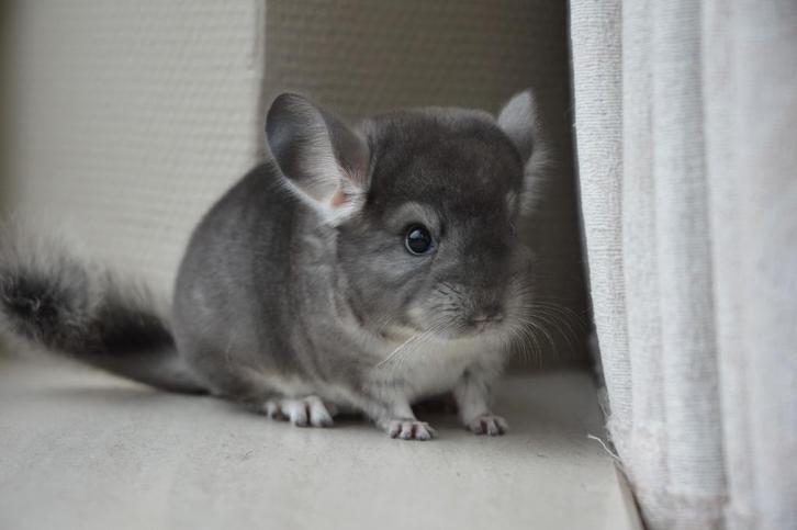 chinchilla bokjes / mannetjes, Dieren en Toebehoren, Knaagdieren, Mannelijk, Chinchilla, Juni