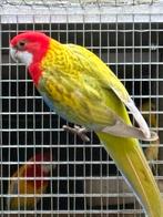 Rosella overgoten mutatie, Dieren en Toebehoren, Vogels | Parkieten en Papegaaien