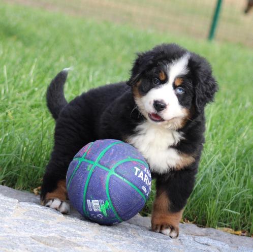 Berner Sennen pups, Dieren en Toebehoren, Honden | Bulldogs, Pinschers en Molossers, Teef, Sennenhond, Fokker | Professioneel