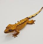 Wimpergekko vrouw, Dieren en Toebehoren, Reptielen en Amfibieën, Hagedis, 0 tot 2 jaar
