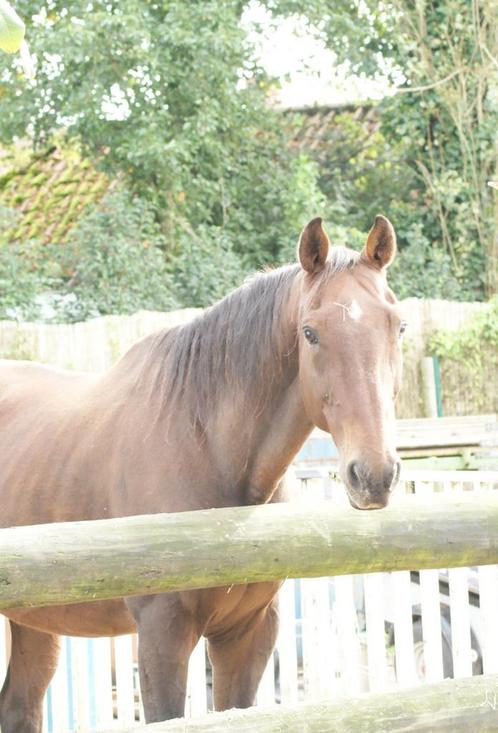 Mooie grote ruin te koop, Dieren en Toebehoren, Paarden, Ruin