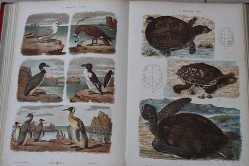 Atlas 1884 zoölogie, plantkunde, mineralogie Hayek chromo, Boeken, Wetenschap, Ophalen of Verzenden