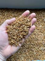 Voedseldieren levende meelwormen per kg afhalen of verzenden, Animaux & Accessoires, Volatiles | Accessoires, Enlèvement ou Envoi