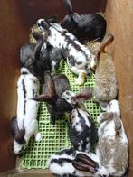 VLEESKONIJNEN SLACHTKONIJNEN, Dieren en Toebehoren, Konijnen, Meerdere dieren, Middelgroot