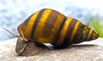 Bumblebees - Hommel Slakken exclusief zoetwater aquarium, Slak of Weekdier, Zoetwatervis, Schoolvis