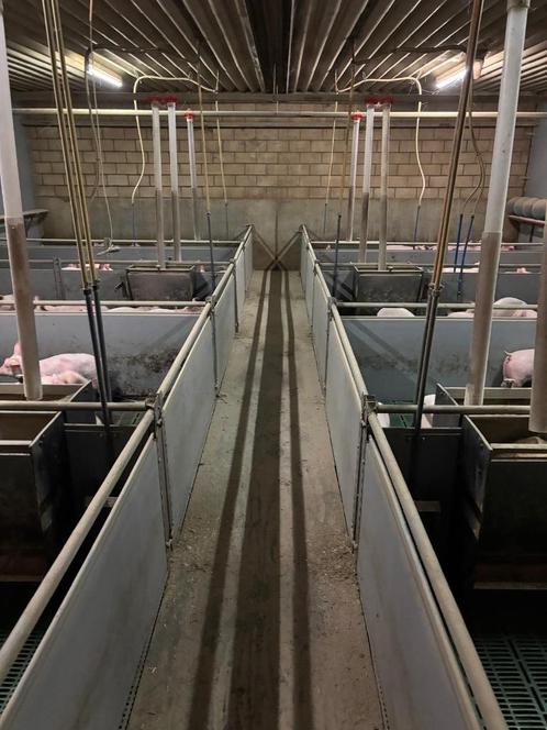 Biggen hokken [370], Dieren en Toebehoren, Schapen, Geiten en Varkens