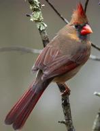 Gezocht: rode kardinaal pop, Dieren en Toebehoren, Vrouwelijk, Tropenvogel
