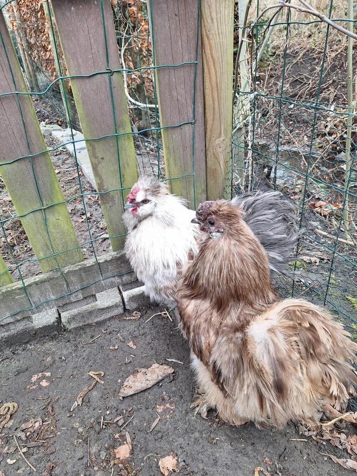 GRATIS bruin en grijs-bruin zijdehoen haantje, Dieren en Toebehoren, Pluimvee