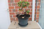 Bonsai, Ophalen, In pot, Halfschaduw, Minder dan 100 cm