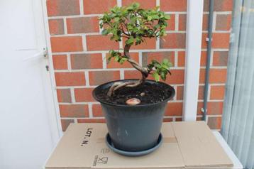 Bonsai beschikbaar voor biedingen