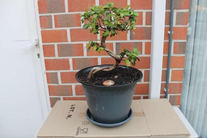 Bonsai, Tuin en Terras, Planten | Bomen, Minder dan 100 cm, Halfschaduw, In pot, Ophalen