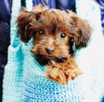 Schattige hypoallergene mini pups, Dieren en Toebehoren, België, Fokker | Hobbymatig, Overige rassen, CDV (hondenziekte)