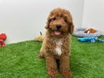 Middenslag Poedel pups, Dieren en Toebehoren, Poedel, België, 8 tot 15 weken, CDV (hondenziekte)