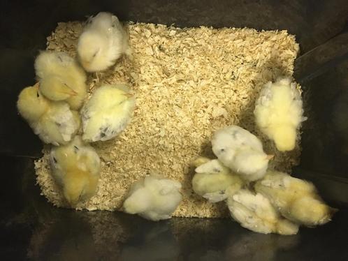 Kuikentjes, Dieren en Toebehoren, Pluimvee, Kip, Geslacht onbekend